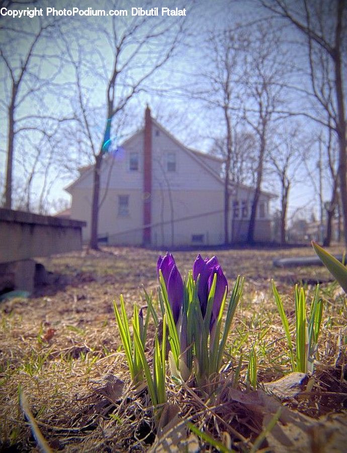 Blossom, Crocus, Flora, Flower, Plant, Yard, Tulip