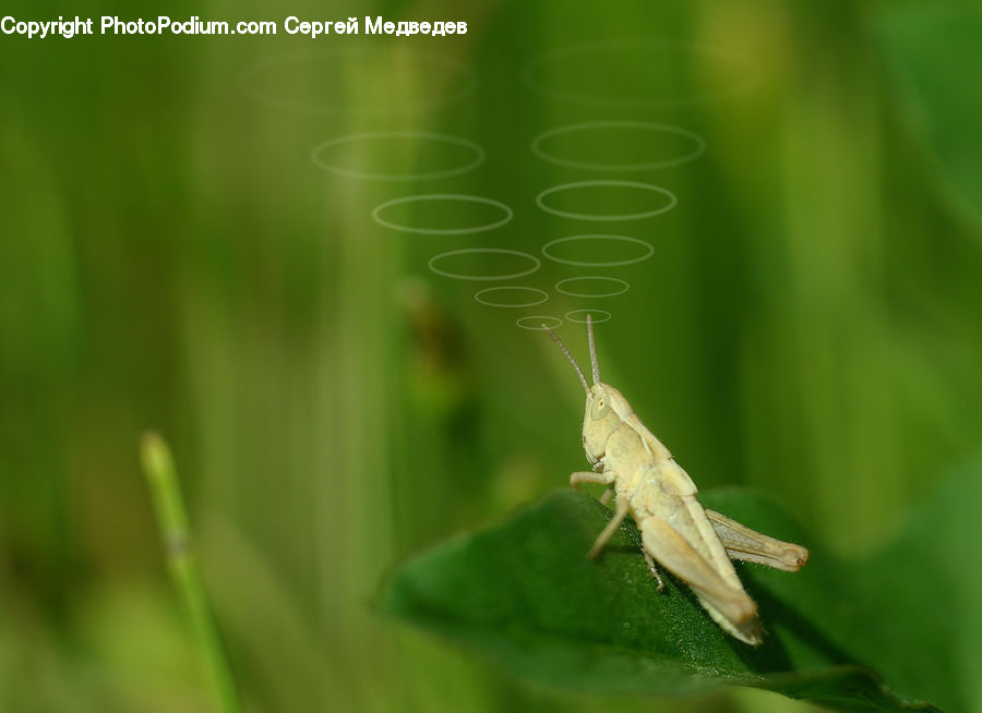 Cricket Insect, Grasshopper, Insect, Invertebrate, Blossom, Flora, Flower