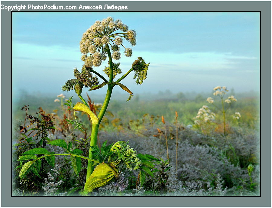 Plant, Potted Plant, Apiaceae, Blossom, Flora, Flower, Conifer