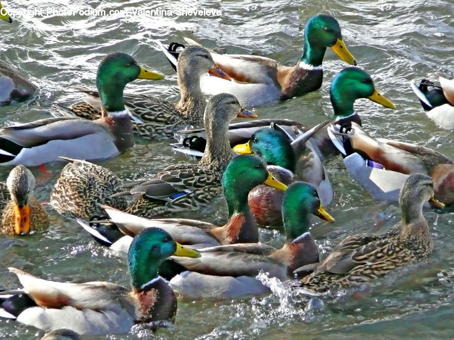 Bird, Duck, Mallard, Waterfowl, Teal, Water