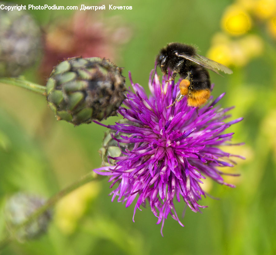 Bee, Insect, Invertebrate, Andrena, Apidae, Bumblebee, Honey Bee