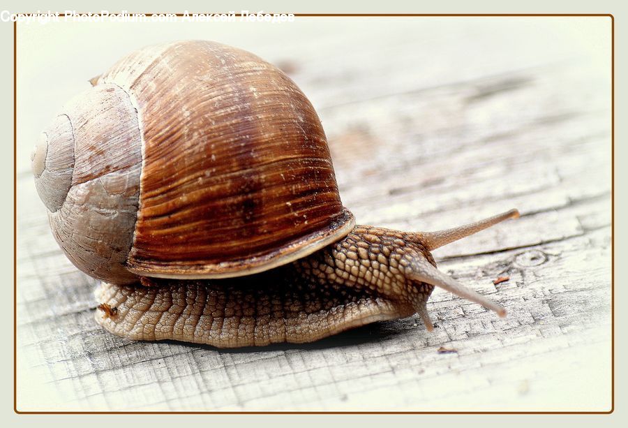 Invertebrate, Snail, Food