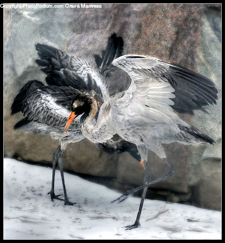 Bird, Black Swan, Swan, Waterfowl, Art, Modern Art, Beak