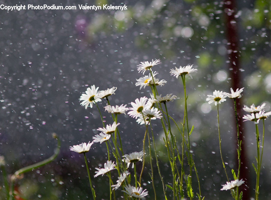 Daisies, Daisy, Flower, Plant, Blossom, Flora, Land