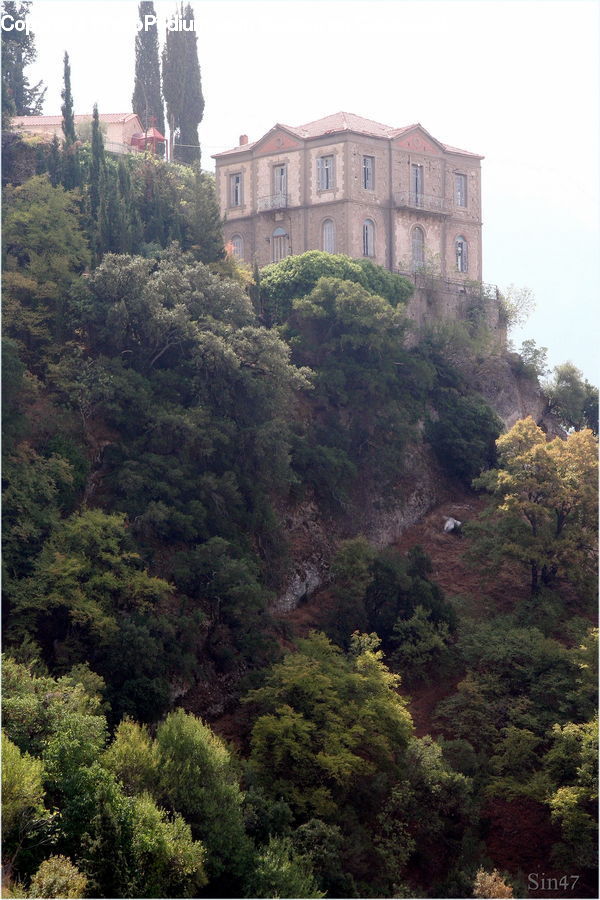 Architecture, Castle, Fort, Plant, Vegetation, Building, Conifer