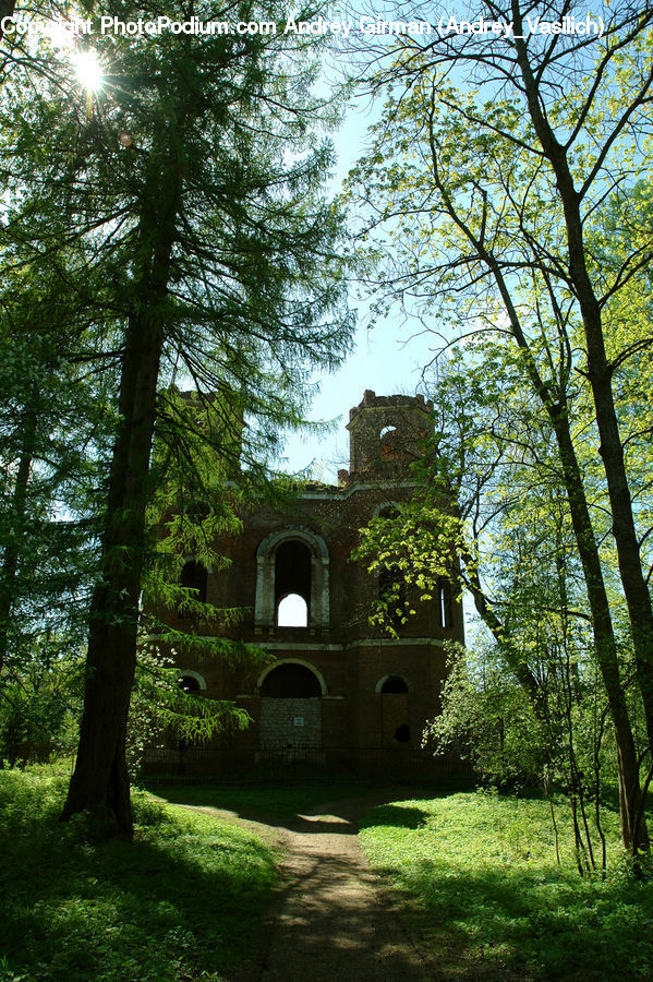 Architecture, Bell Tower, Clock Tower, Tower, Ivy, Plant, Vine