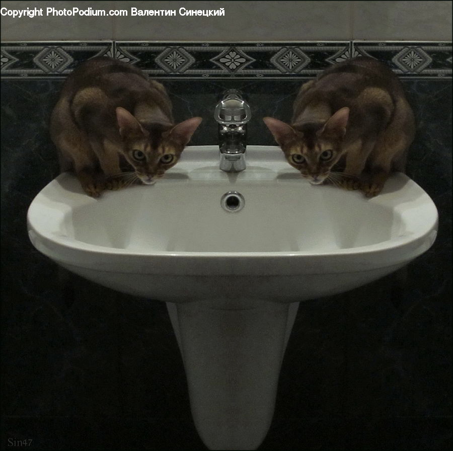 Abyssinian, Animal, Cat, Mammal, Pet, Sink, Siamese