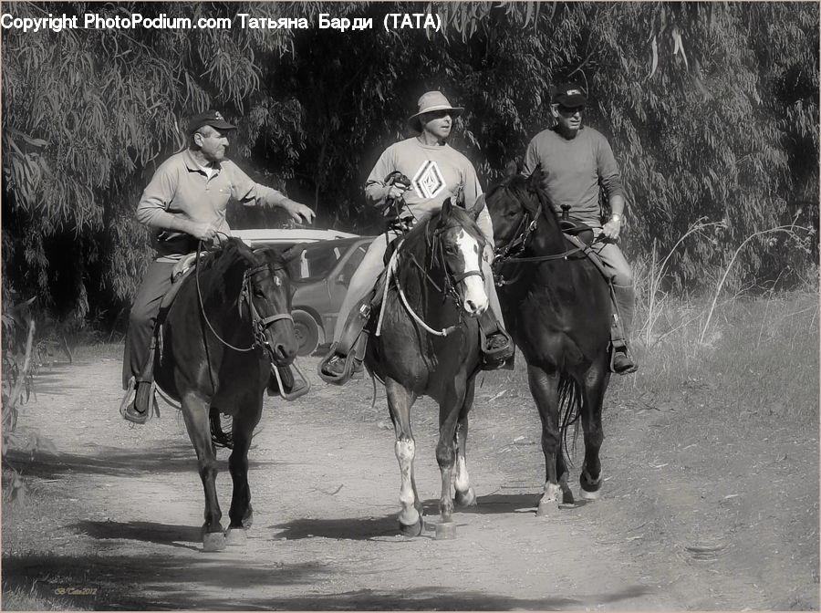 Animal, Horse, Mammal, People, Person, Human, Forest