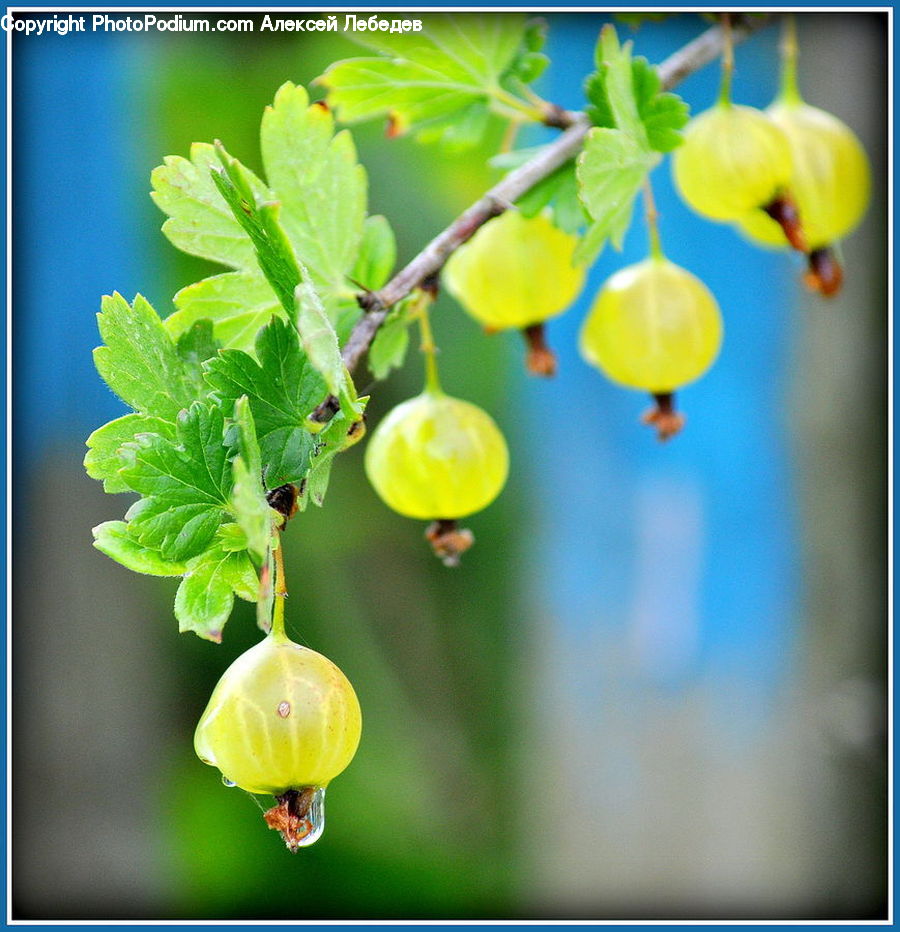Plant, Ball, Balloon, Blossom, Flora, Flower, Daffodil