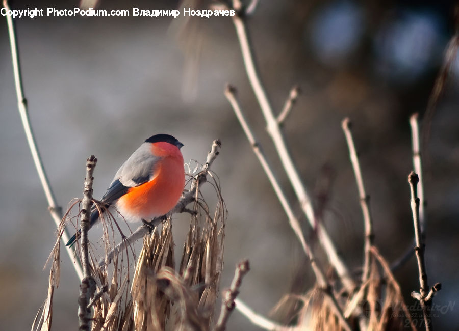 Bee Eater, Bird, Beak, Robin, Bishop, Cardinal, Finch