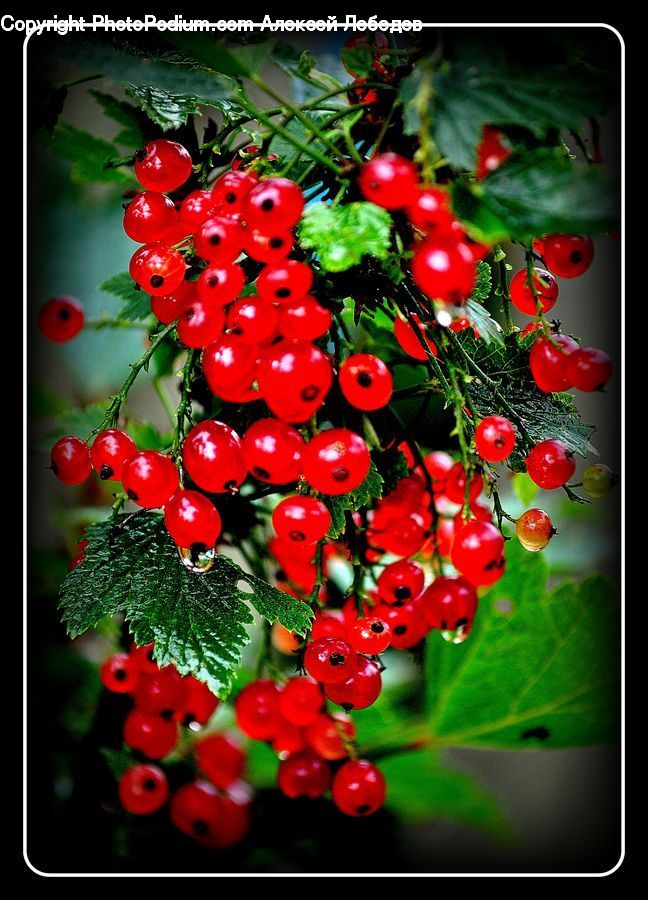 Floral Design, Fruit, Blossom, Flora, Flower, Plant, Flower Arrangement