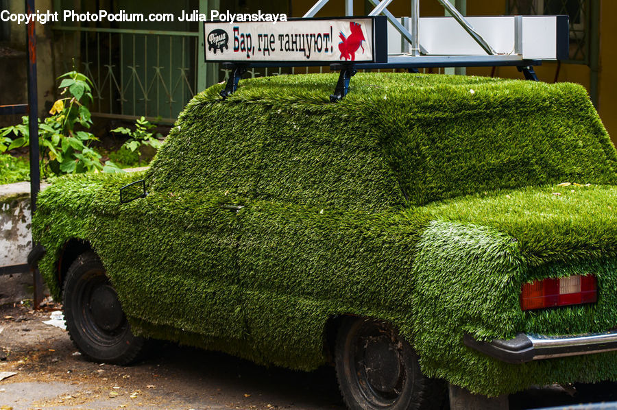 Plant, Potted Plant, Automobile, Car, Vehicle, Fence, Hedge