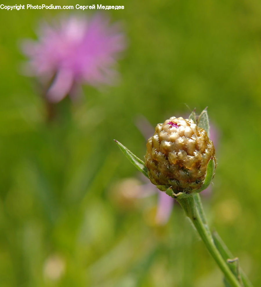 Conifer, Fir, Plant, Tree, Blossom, Flora, Flower