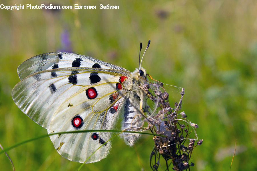 Butterfly, Insect, Invertebrate, Arachnid, Garden Spider, Spider, Argiope