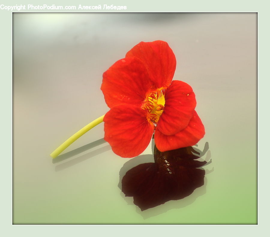 People, Person, Human, Blossom, Flora, Flower, Geranium