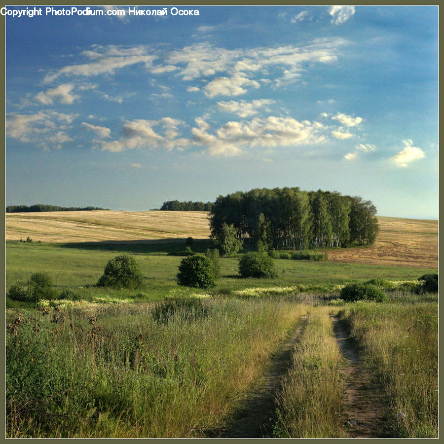 Field, Grass, Grassland, Land, Outdoors, Dirt Road, Gravel