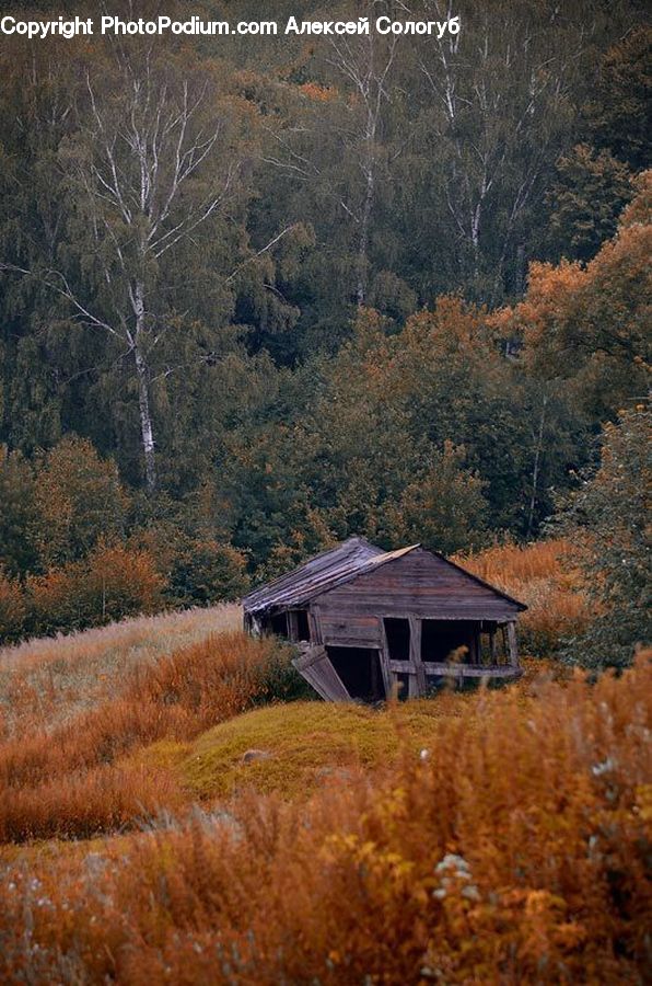 Cabin, Hut, Rural, Shack, Shelter, Gazebo, Building
