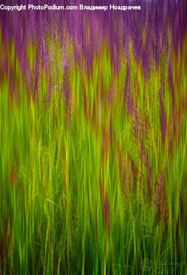 Field, Grass, Grassland, Plant, Blossom, Crocus, Flora