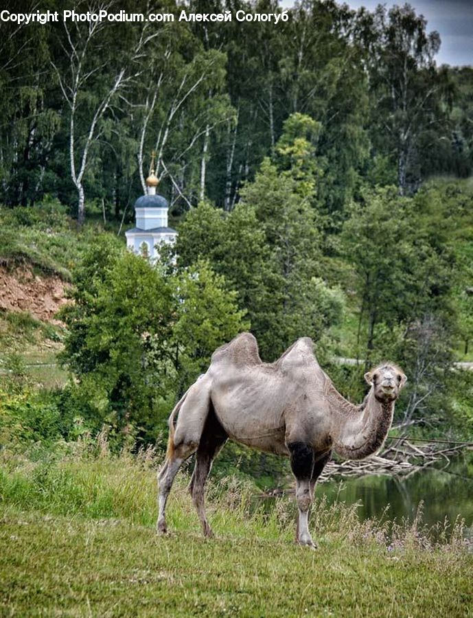 Animal, Camel, Mammal, Zoo, Bush, Plant, Vegetation