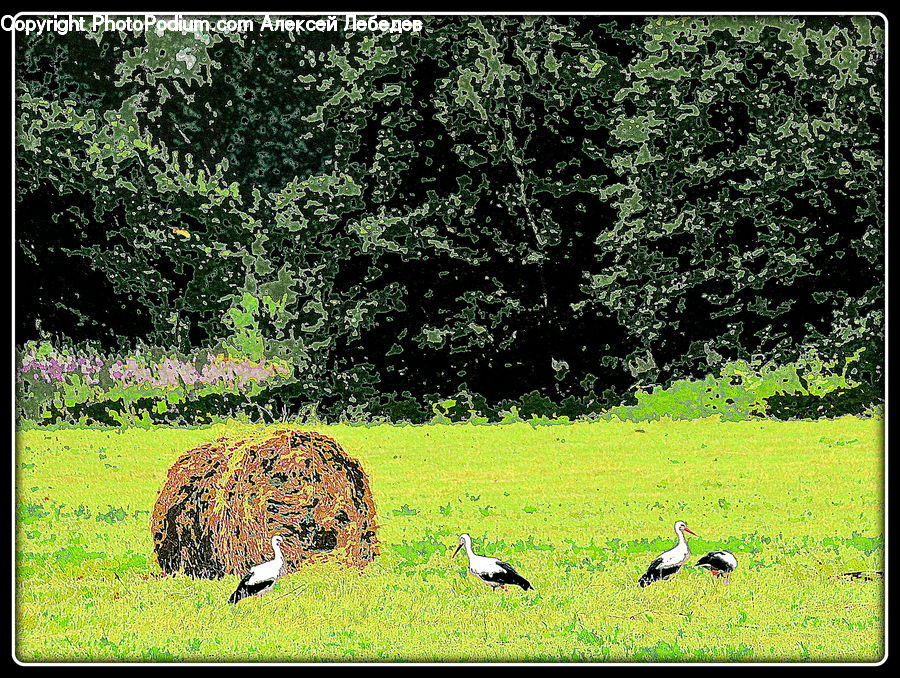 Collage, Poster, Countryside, Grassland, Grazing, Outdoors, Pasture