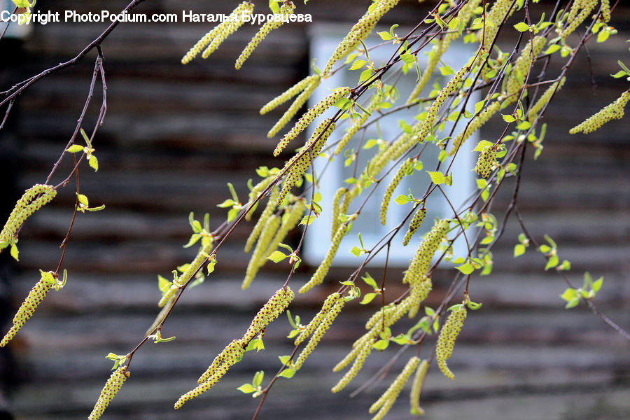 Conifer, Fir, Plant, Tree, Flower, Mimosa, Blossom