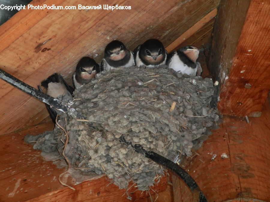Bird, Swallow, Bird Nest, Nest