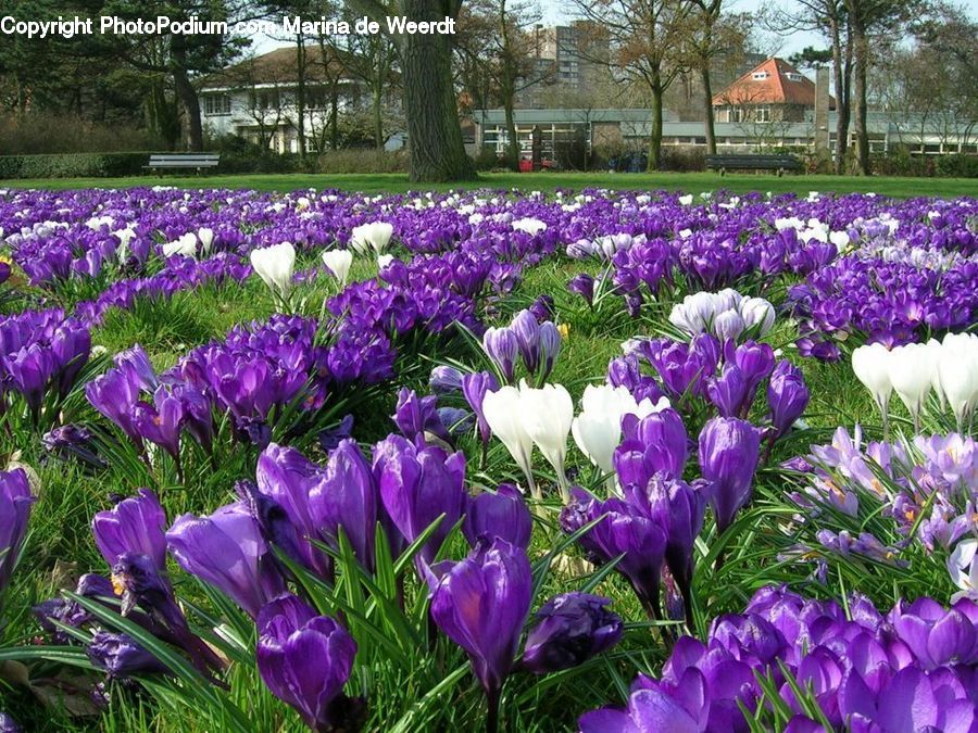 Blossom, Crocus, Flora, Flower, Plant, Iris, Gladiolus