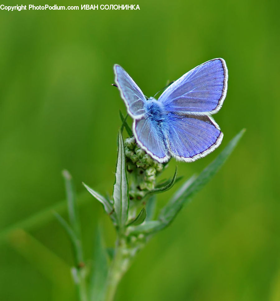 Butterfly, Insect, Invertebrate, Anisoptera, Dragonfly, Blossom, Flora