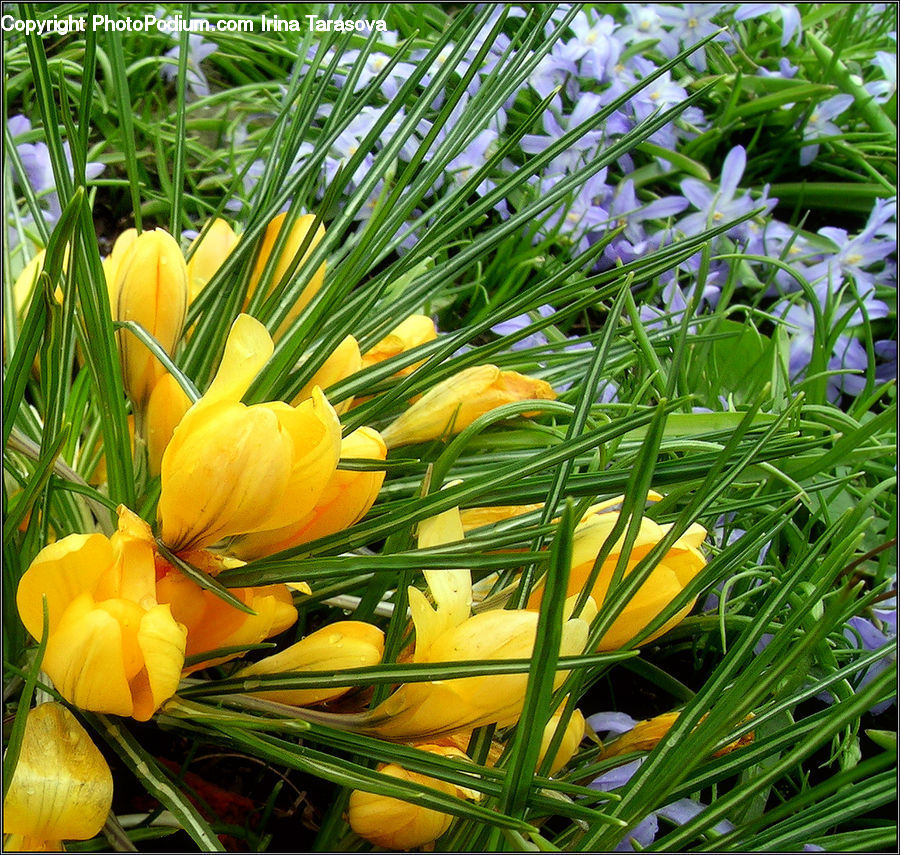 Agapanthus, Blossom, Flower, Plant, Crocus, Flora, Squash