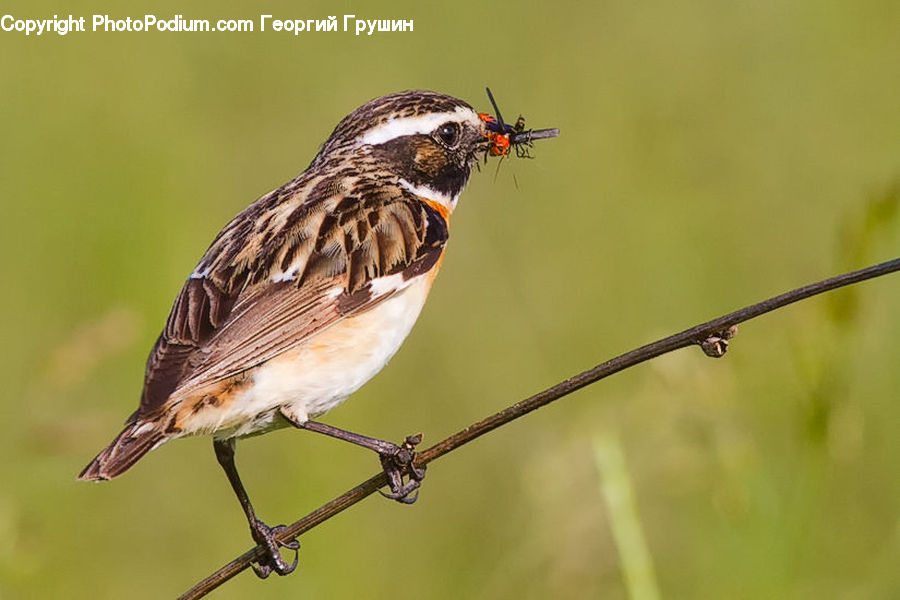 Bird, Sparrow, Anthus, Finch