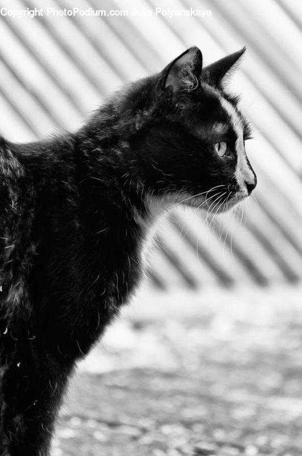 Feather Boa, Scarf, Animal, Adorable