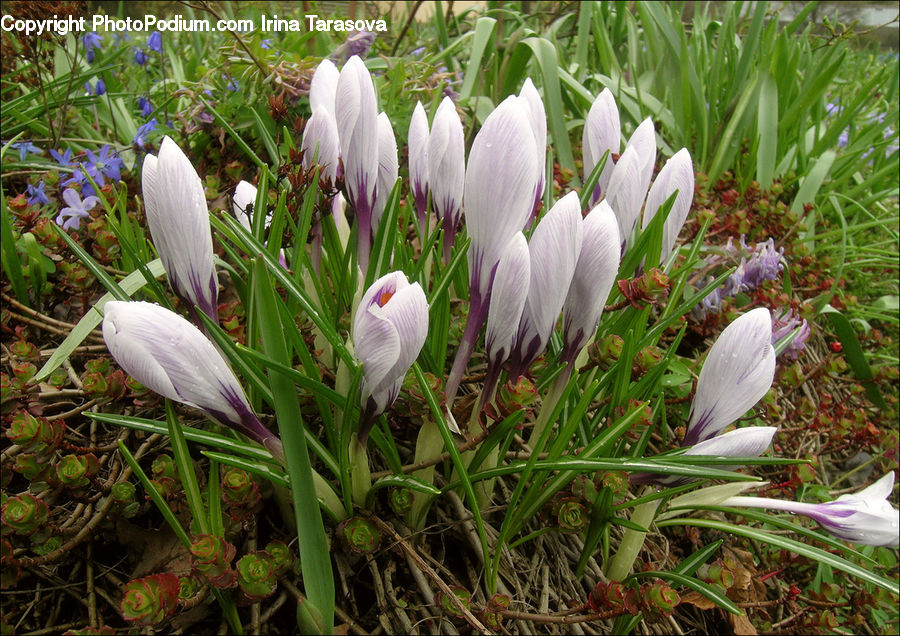 Blossom, Crocus, Flora, Flower, Plant, Amaryllidaceae, Garden
