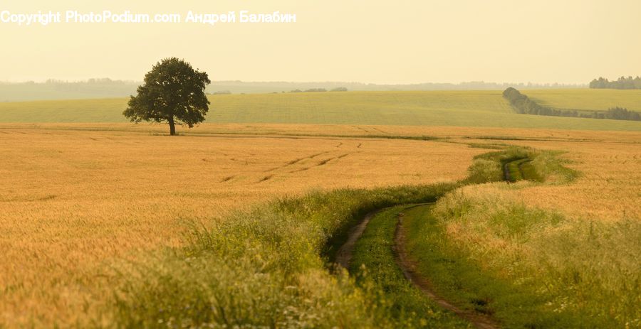 Field, Grass, Grassland, Land, Outdoors, Dirt Road, Gravel