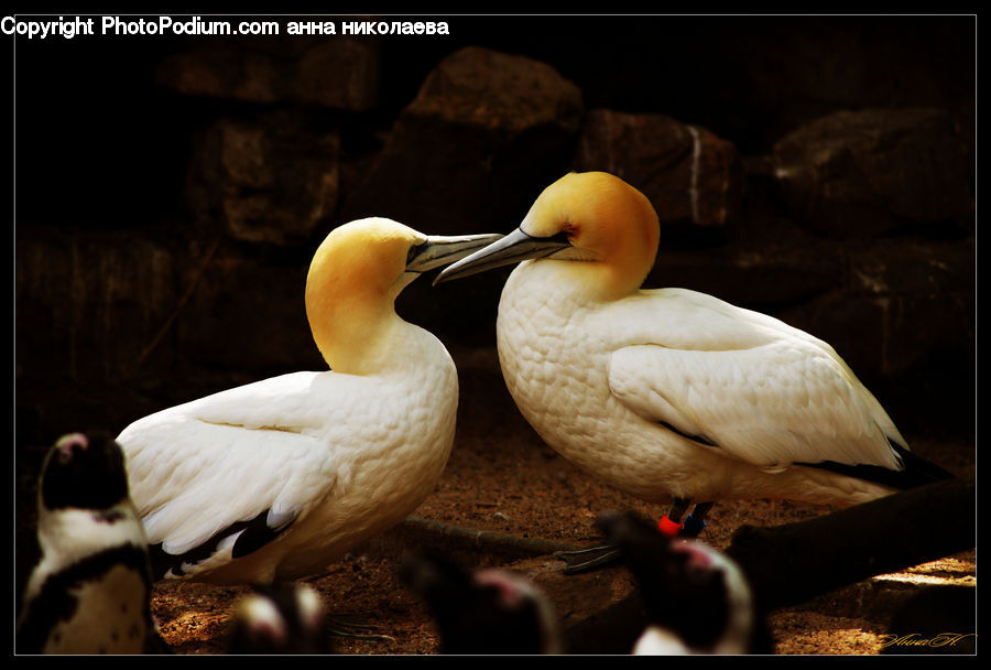 Beak, Bird, People, Person, Human, Booby, Swan