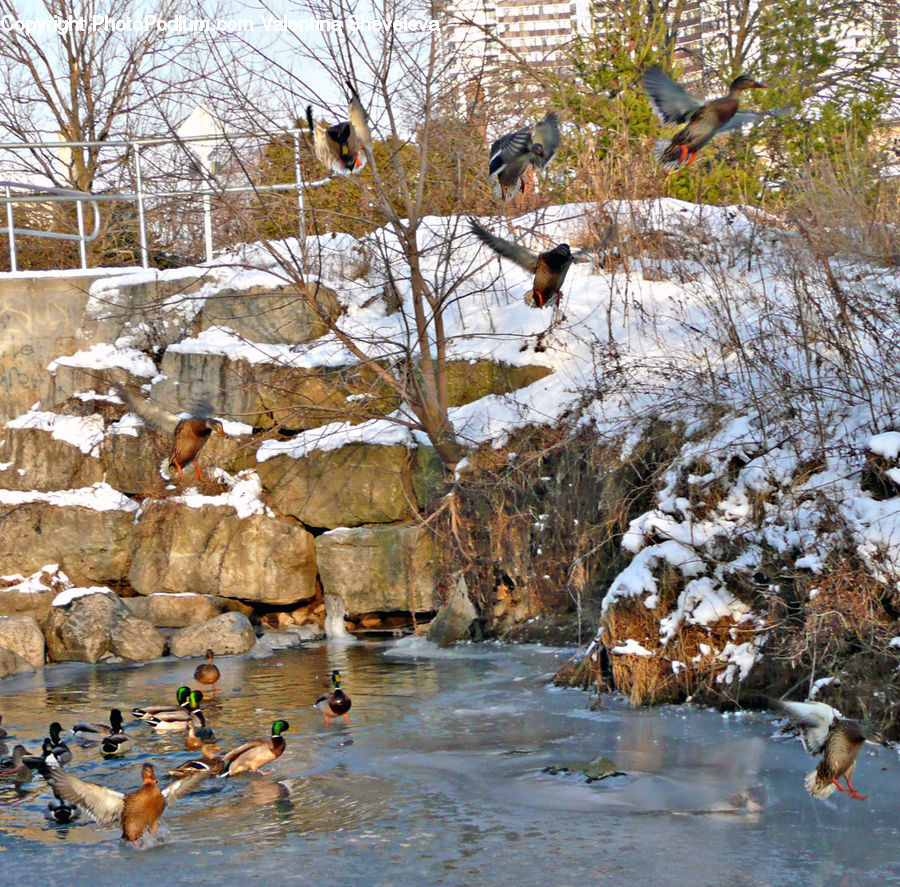 Bird, Duck, Teal, Waterfowl, Goose, Mallard, Landscape