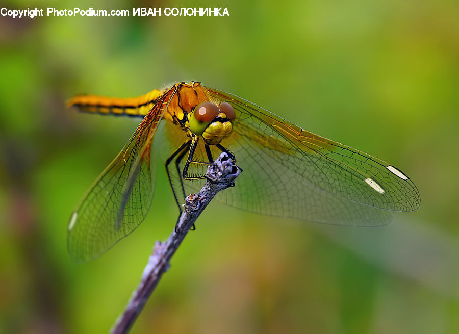 Anisoptera, Dragonfly, Insect, Invertebrate