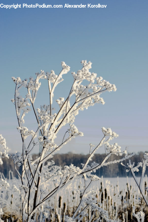 Frost, Ice, Outdoors, Snow, Blossom, Flora, Flower
