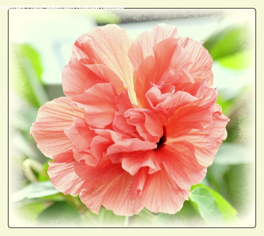 Blossom, Carnation, Flower, Plant, Flora, Geranium, Hibiscus