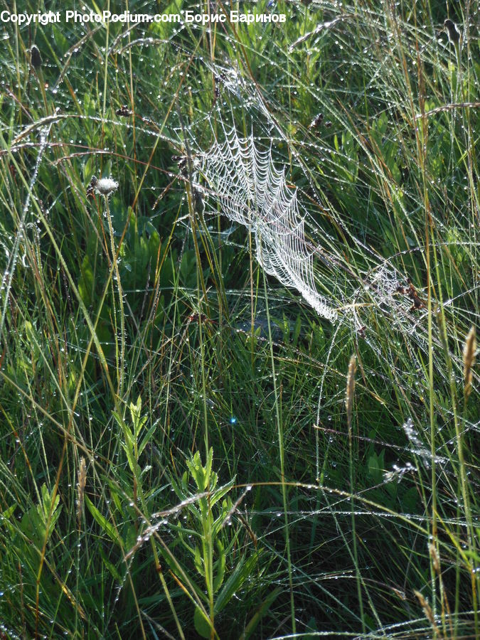 Field, Grass, Grassland, Plant, Arachnid, Garden Spider, Insect