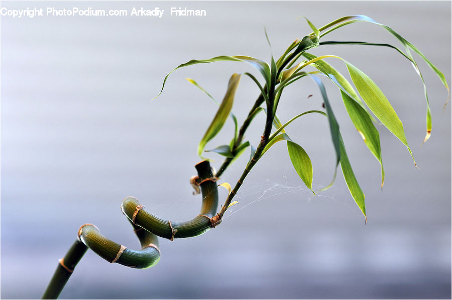 Field, Grass, Grassland, Plant, Blossom, Flora, Flower