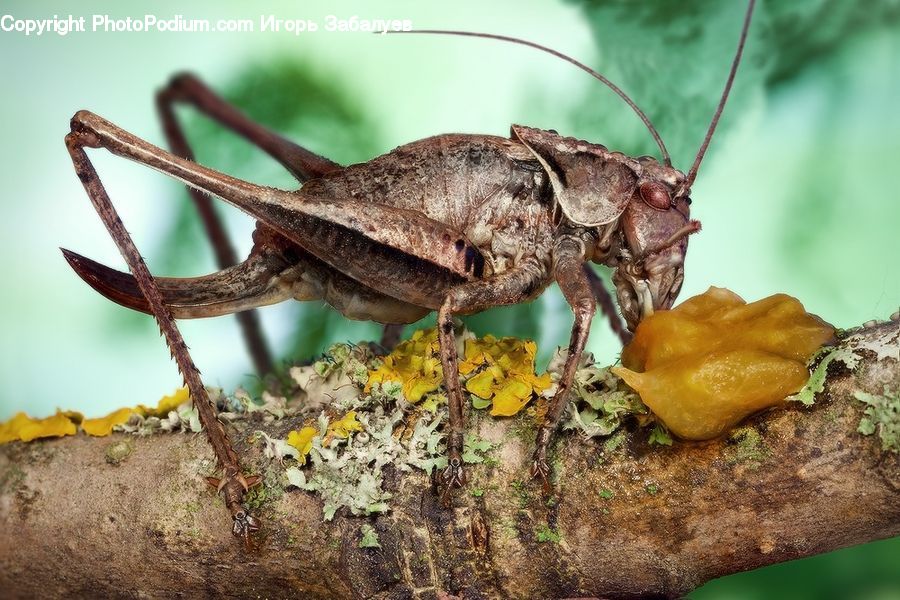 Cricket Insect, Grasshopper, Insect, Invertebrate, Plant, Blossom, Flora