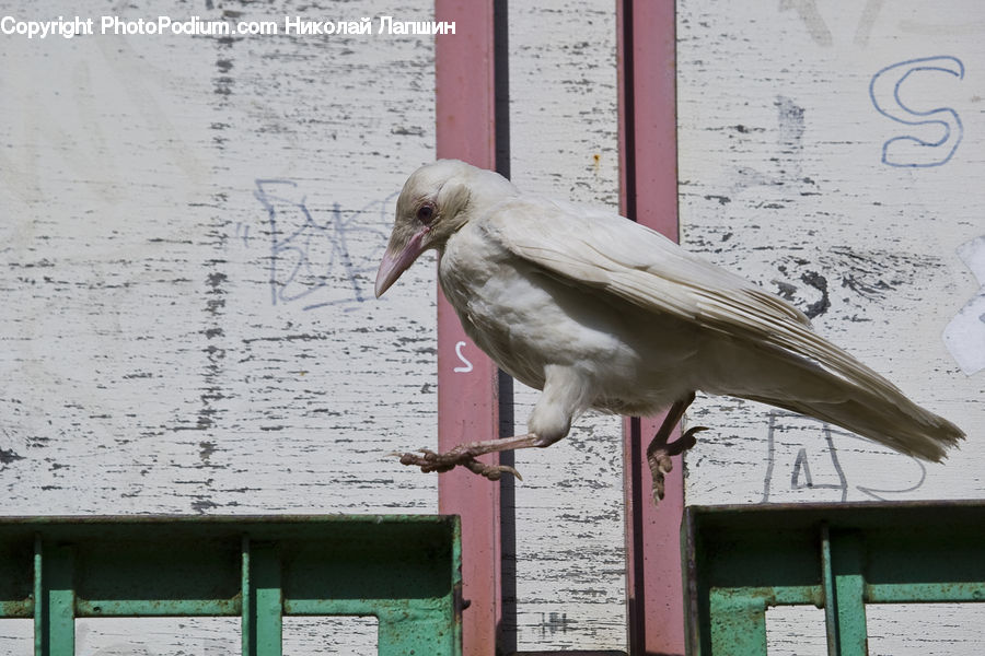 Bird, Stork, Brick, Beak