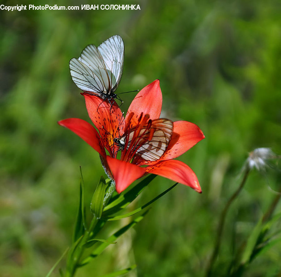 Fiber, Flax, Flora, Flower, Plant, Blossom, Geranium