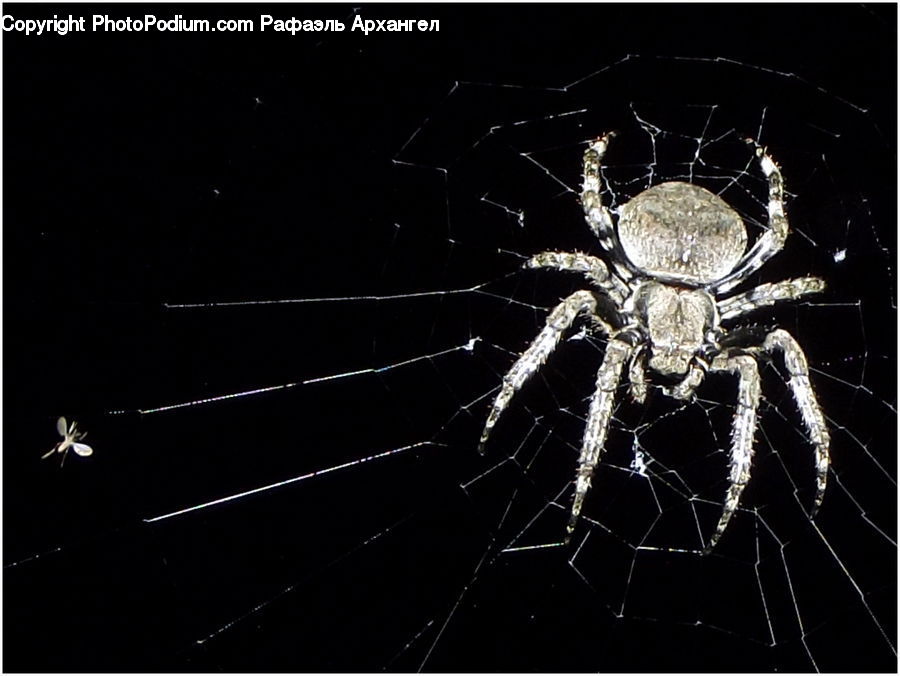 Arachnid, Garden Spider, Insect, Invertebrate, Spider, Argiope