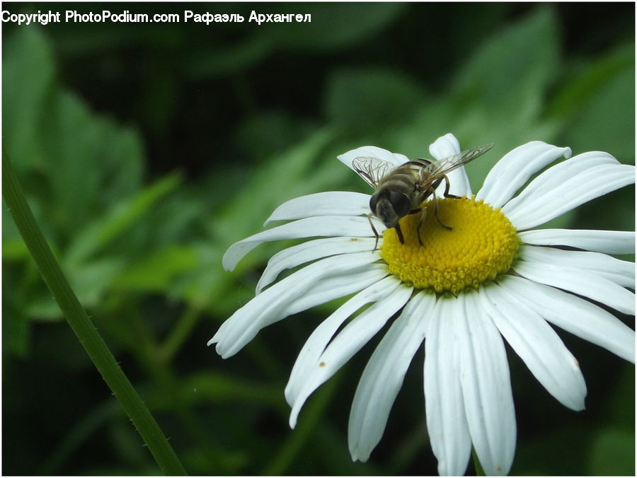Bee, Insect, Invertebrate, Asteraceae, Blossom, Flora, Flower