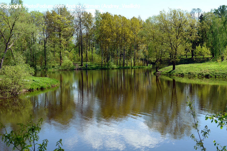 Outdoors, Pond, Water, Forest, Grove, Land, Plant