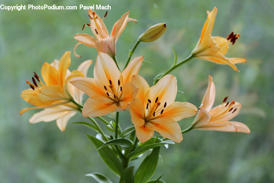 Flora, Flower, Lily, Plant, Gladiolus, Blossom, Daffodil