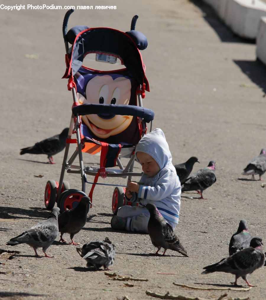 Bird, Pigeon, Dove