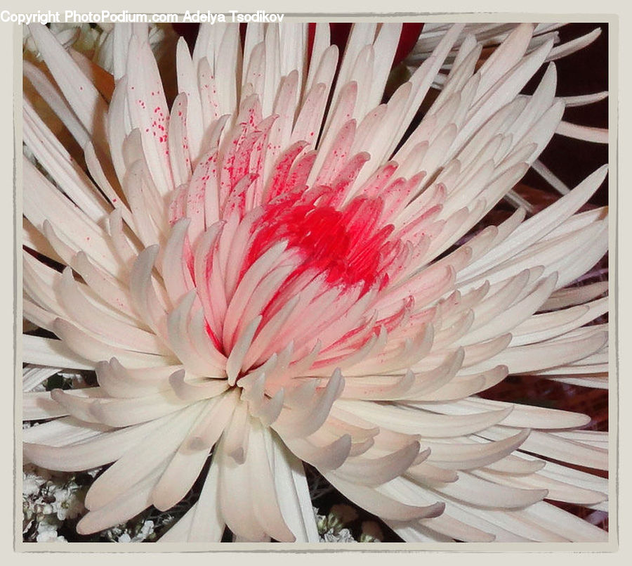 Paper, Daisies, Daisy, Flower, Plant, Blossom, Dahlia
