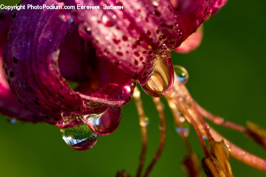 Droplet, Blossom, Flora, Flower, Geranium, Plant, Bee